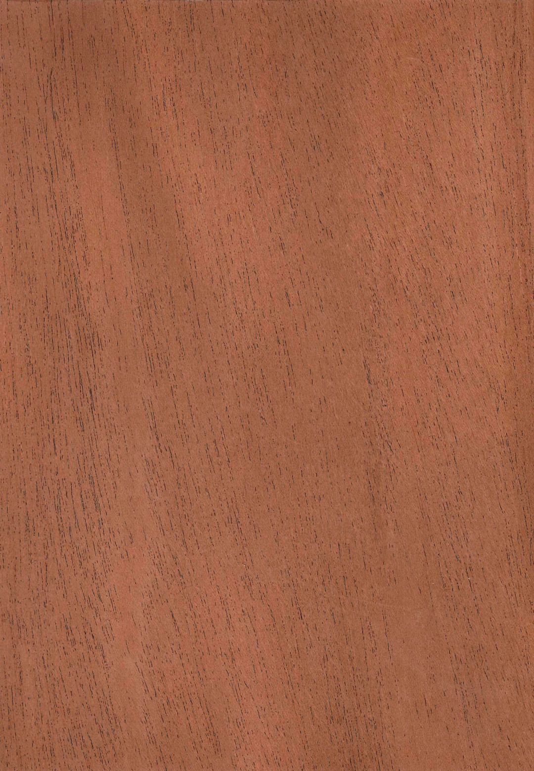 caoba_africana_rameada.jpg