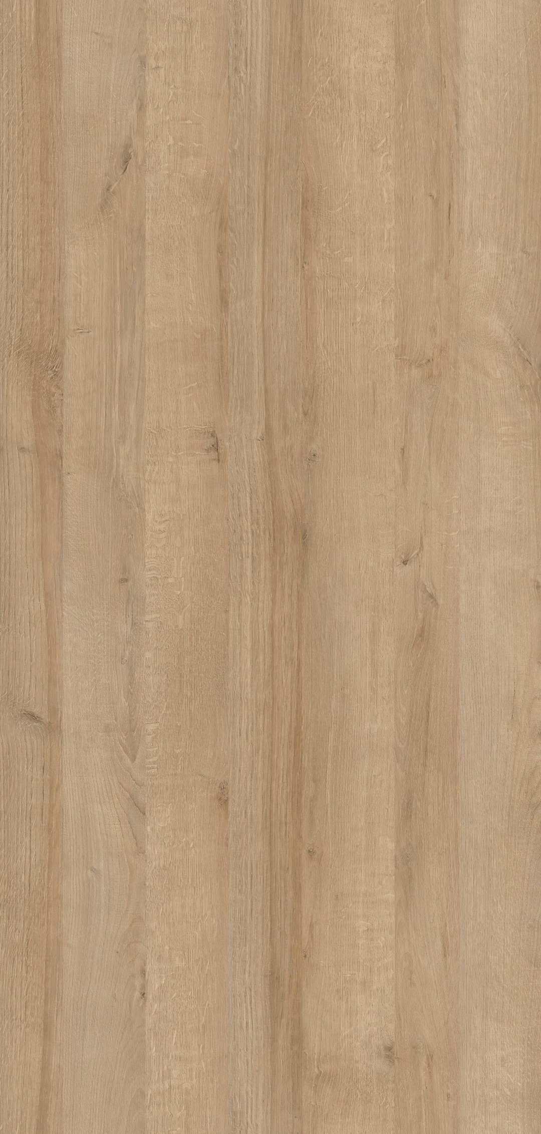 m6252_bari_oak_nature.jpg
