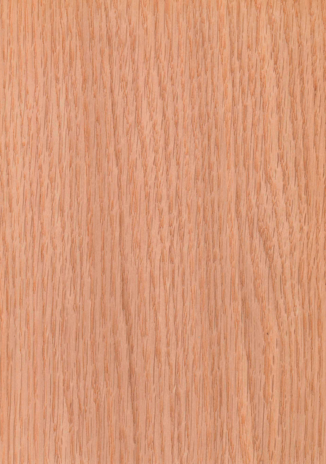 roble_rojo_americano_mallado.jpg