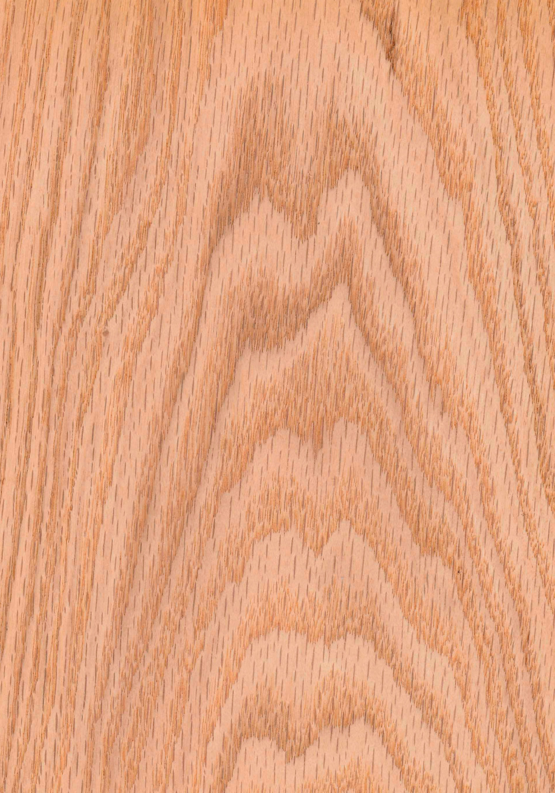 roble_rojo_americano_rameado.jpg